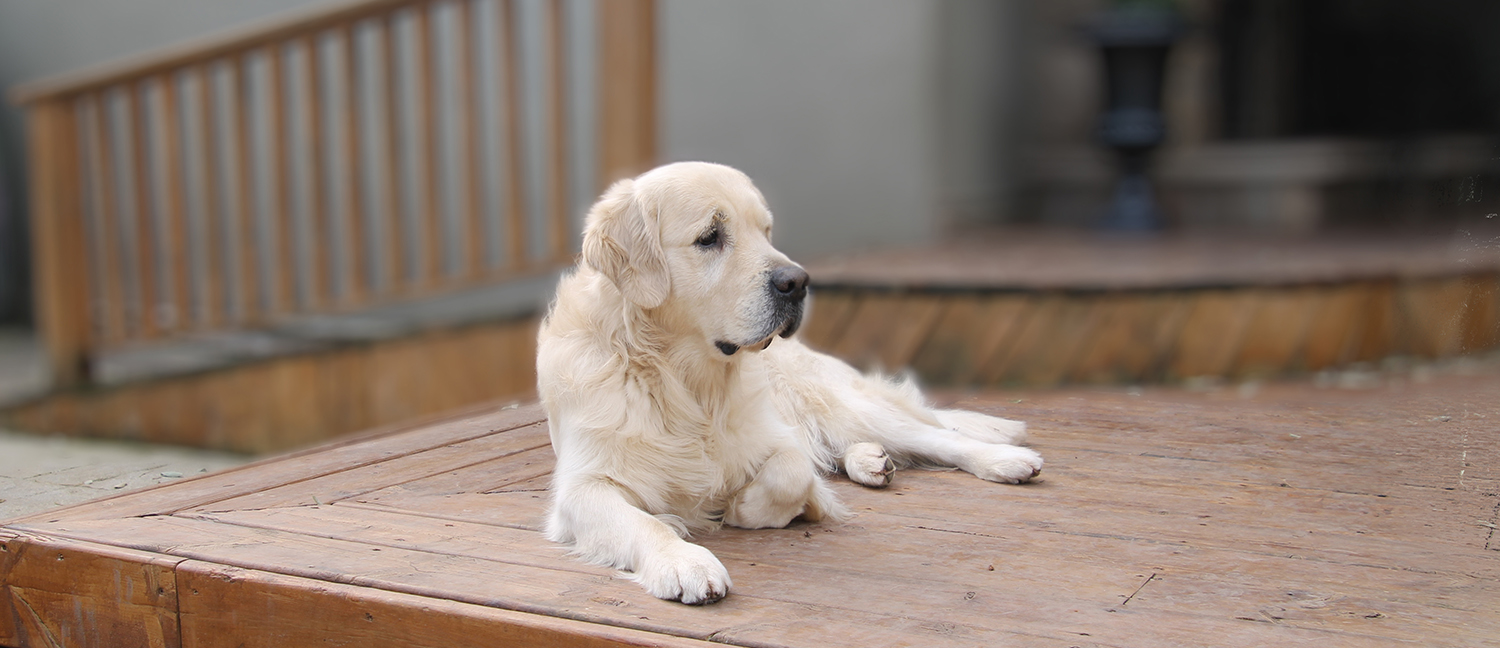 EEnglish Golden Retriever, British Golden Retrievers, Golden Retriever Puppies