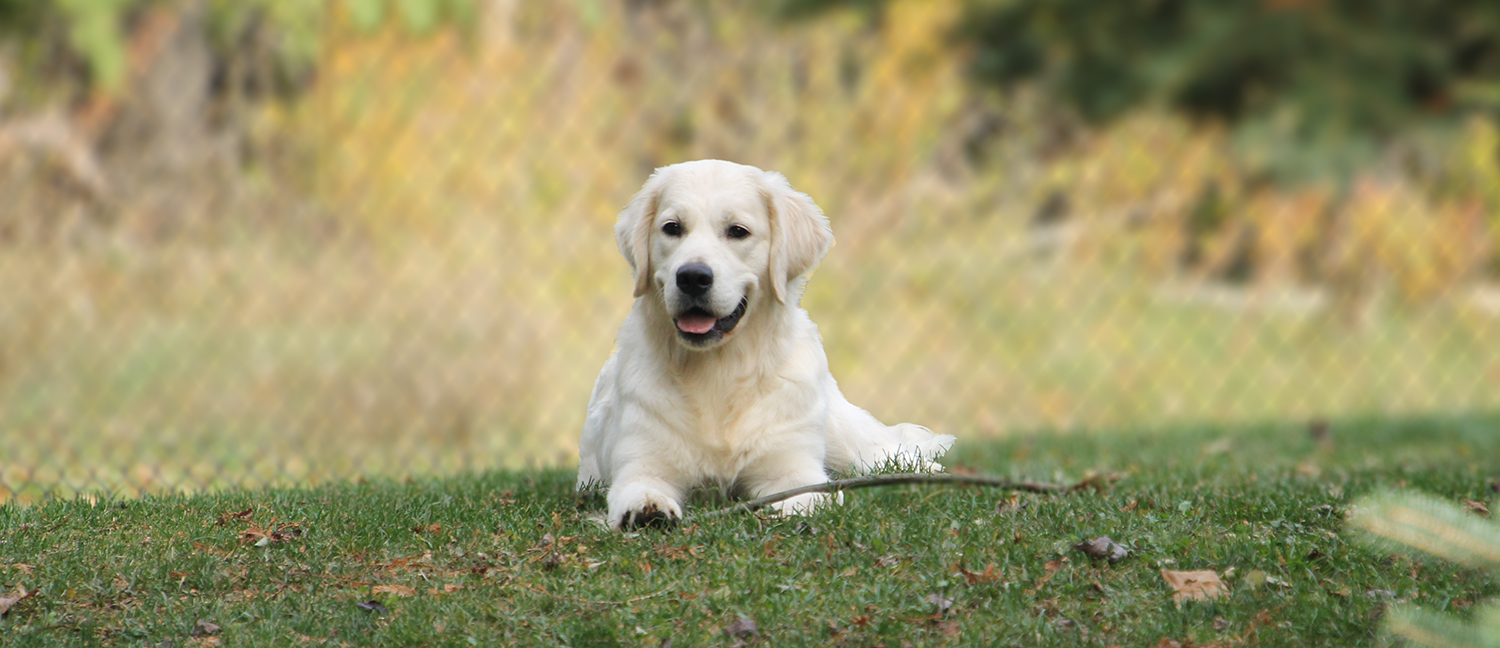 English Golden Retriever, British Golden Retrievers, Golden Retriever Puppies