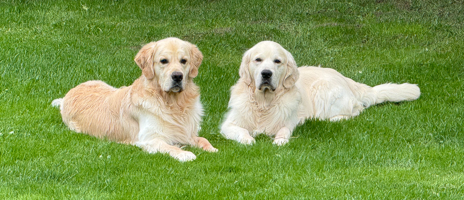 English Golden Retriever, British Golden Retrievers, Golden Retriever Puppies